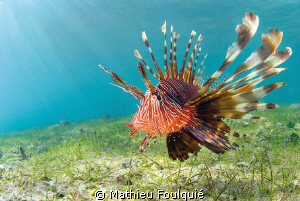 Lionfish by Mathieu Foulquié 